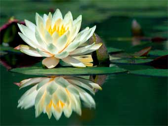 Water Lily Photo